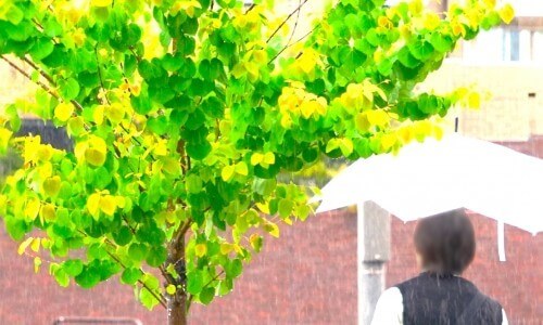 傘と雨
