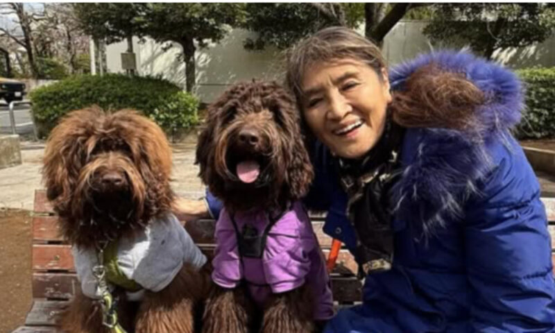 志穂美悦子-犬