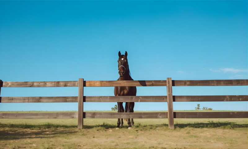 こちらを見つめる馬と柵