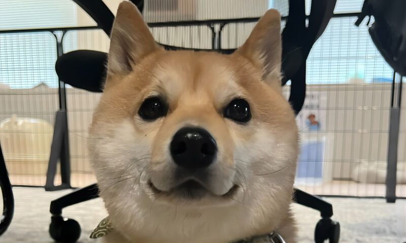 豆柴のえだまめくんプロフィール用画像