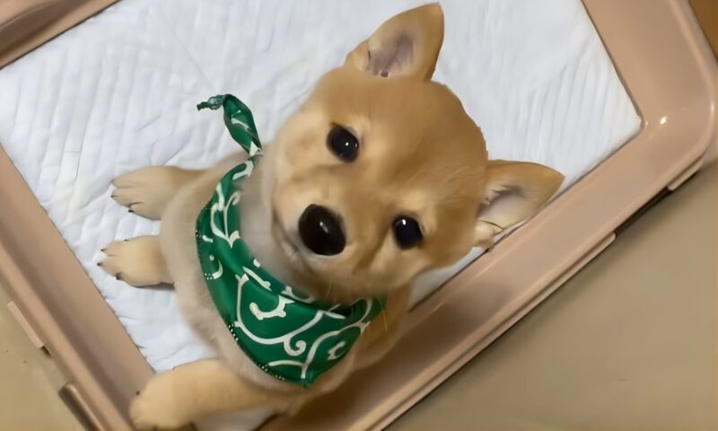 豆柴のえだまめくん幼犬の頃