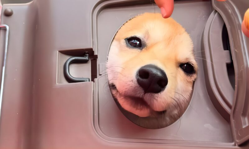 豆柴のえだまめくん顔がはまっている