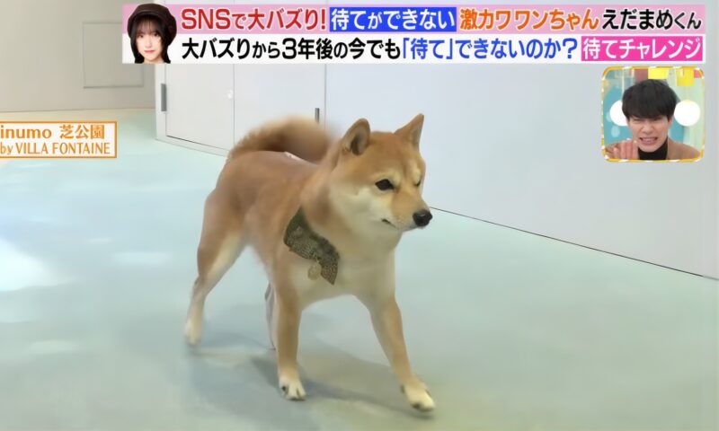 豆柴のえだまめくんラヴィット出演