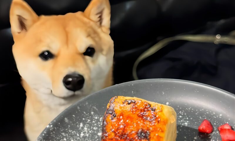 豆柴のえだまめくん待ての瞬間