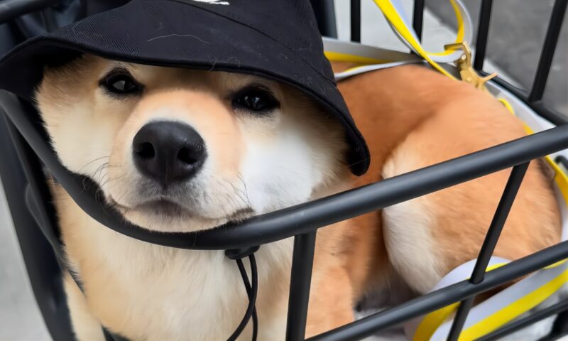 豆柴のえだまめくんハット姿