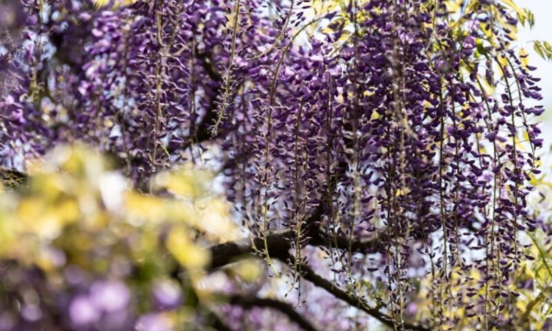 春の園遊会会場で咲く紫色の藤の花が垂れ下がる様子